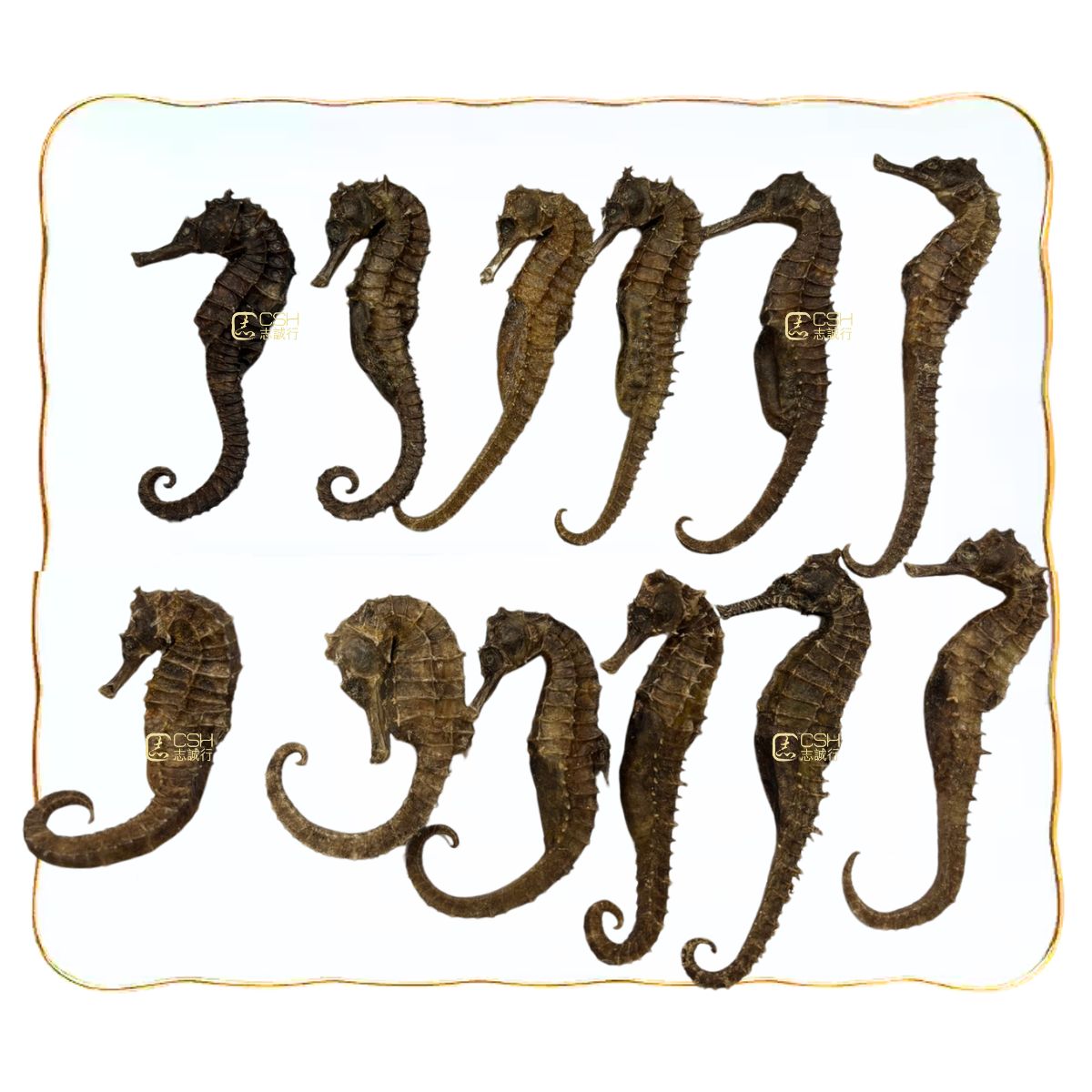 食療級 - 泰國優質清水海馬 (L 10-15隻) 37.5克